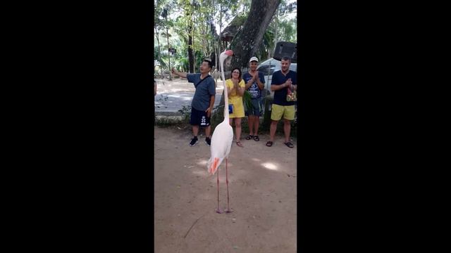 Танец в исполнении фламинго Таиланд смотреть онлайн