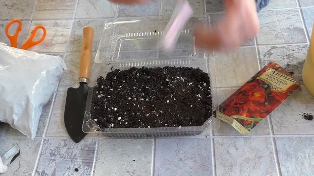 Как посадить японскую айву Henomeles из семян зимой. Вы будете в восторге от этого варенья! смотреть онлайн