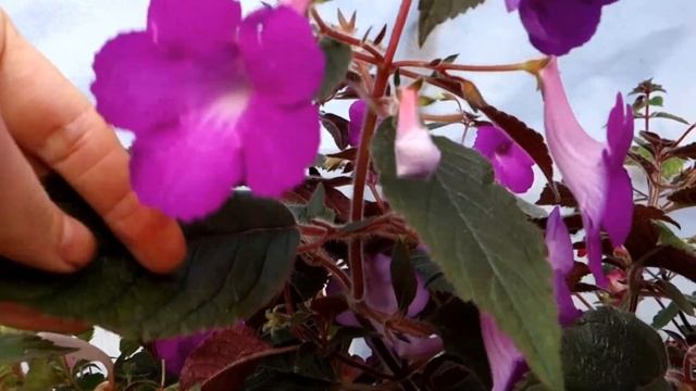 Ахименес Madame Geheune