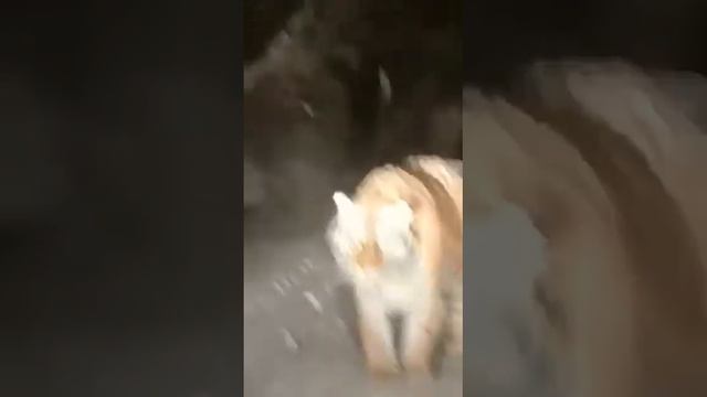 Хищный тигр не нападает смотреть онлайн