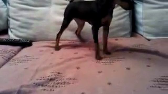Min pin цвергпинчер Цезариона Миф и Боня 3 мес- смотреть онлайн