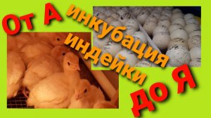 Инкубация индейки. Тумак. Режим инкубации