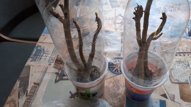 Укоренение черенков адениума смотреть онлайн