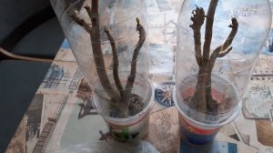 Укоренение черенков адениума