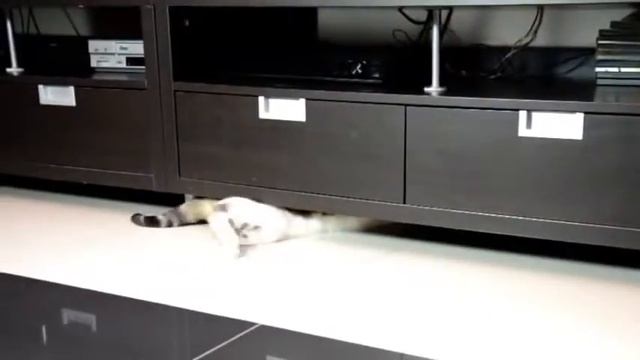 невероятные, смешные и веселые видео нарезки compilation попугай смотреть онлайн