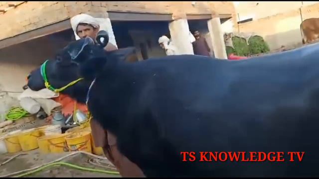How to make Desi and Cheap Calcium For Livestock and Dairy Cattle and Buffaloes at Home смотреть онлайн