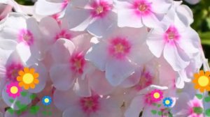 Флокс метельчатый Европа (Europa). Краткий обзор, описание характеристик, где купить рассада