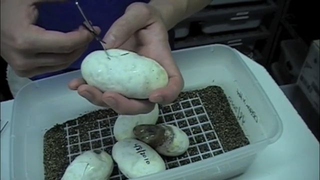 Pro Tips - Pipping Ball Python Eggs смотреть онлайн