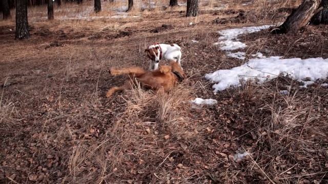 Счастливый Эрдельтерьер или правильная игра с сородичем. смотреть онлайн