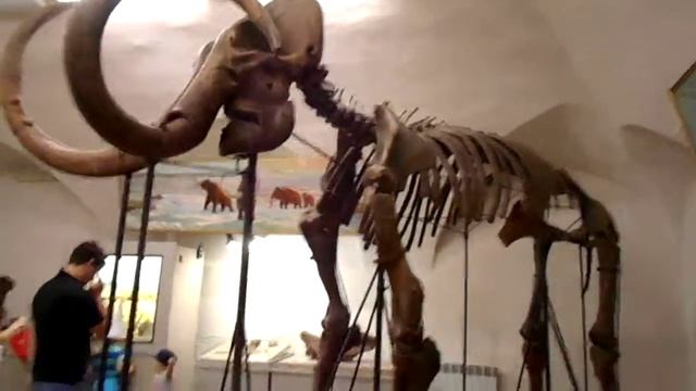 Скелет мамонта The skeleton of a mammoth смотреть онлайн