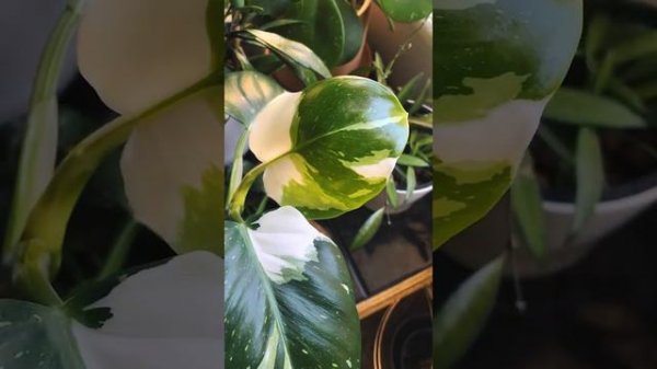 Philodendron White Wizard Time-Lapse | Watch Plants Grow