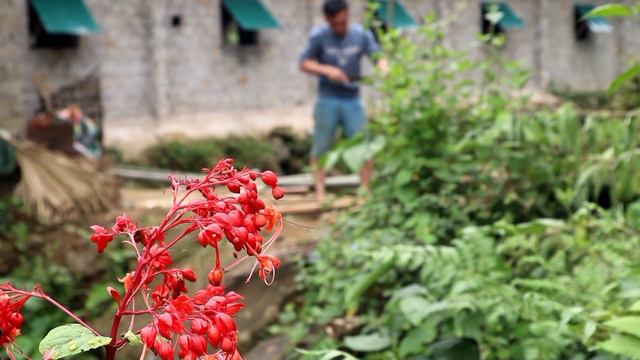 Cải tạo ao bỏ hoang, làm nhà nuôi vịt | bắt đầu cuộc sống mới | border life || EP.01 смотреть онлайн
