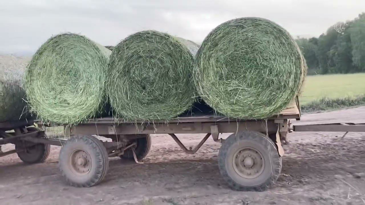 Засуха: как быть с кормами?