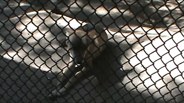 На ночь перед сном свинка Пеппа, волки и жираф в зоопарке смотреть онлайн