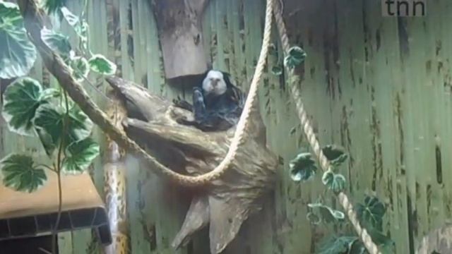 Игрунка жоффруа / white-headed marmoset смотреть онлайн