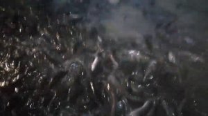 Кормление африканского клариевого сома куриным фаршем.день 77