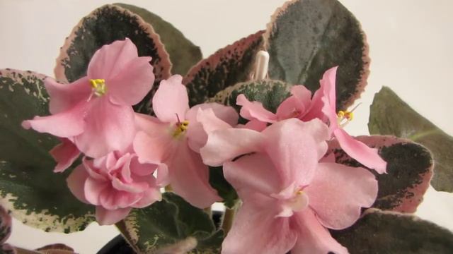 Coral Crunch (Корал Кранч). Фиалка. Стандарт. Юлия Датта смотреть онлайн