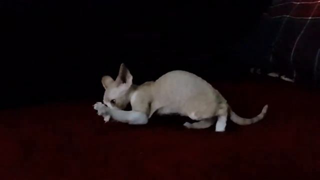 Котенок девон-рекс Робин смотреть онлайн