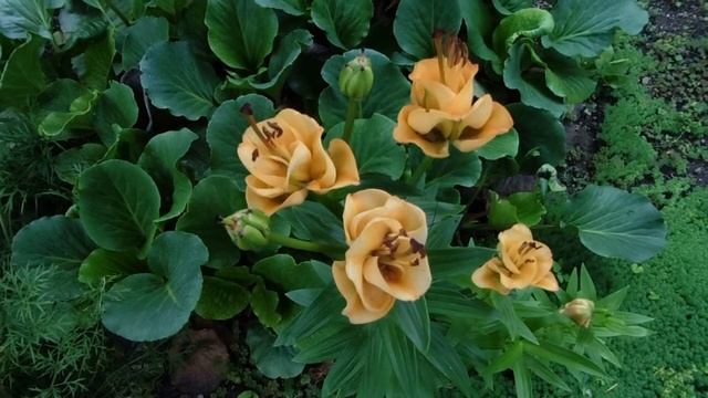 Лилия ОТ гибрид Apricot fudge смотреть онлайн