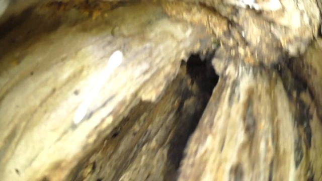 Скворец 170502 7 в естДупле ивы, Дроздятня 4