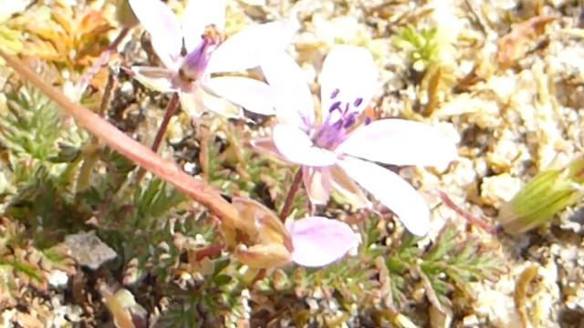 Cutleaf erodium - Erodium cicutarium - Hegranef - Villiblóm - Blágresisætt смотреть онлайн