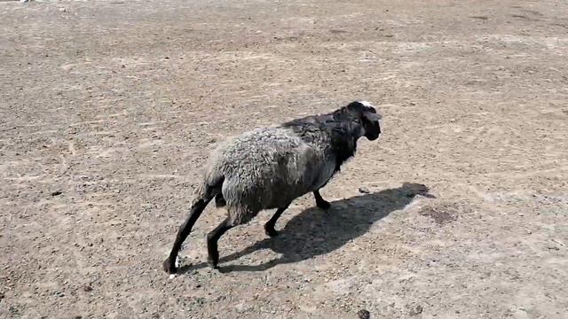 Романовский племенной баран август 2020