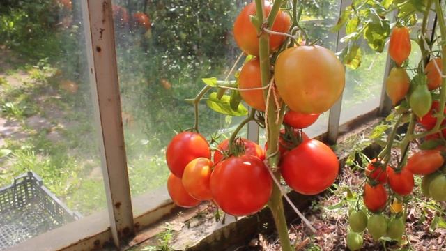 Сорт -"БОЛЬШАЯ МАМОЧКА". Томаты от Фёдора. смотреть онлайн