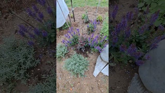 Лилия Замбези. смотреть онлайн