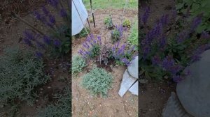 Лилия Замбези.