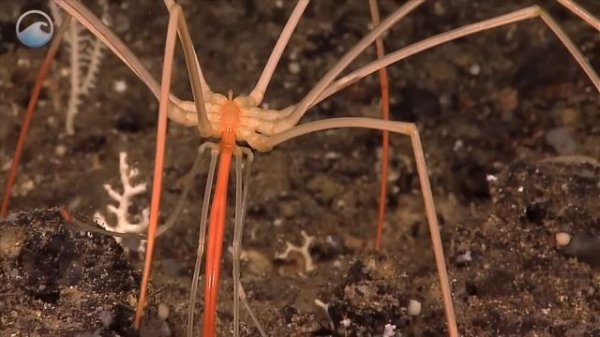 Creatures of the Deep - Deep Sea Spider