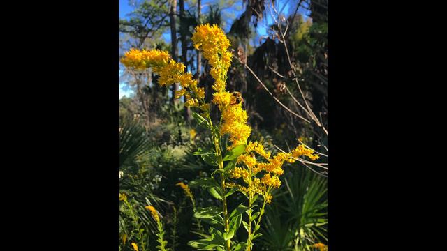 EatTheWeeds: Episode 161: Goldenrod смотреть онлайн