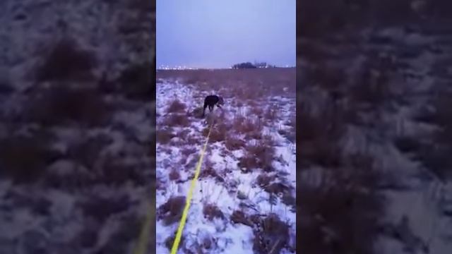 Выкинутая хозяевам кане корсо ВИНЧЕСТА смотреть онлайн