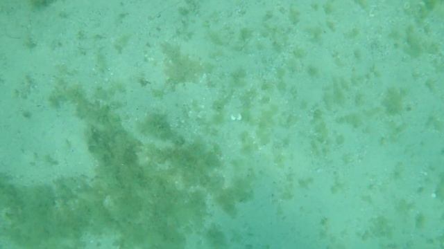 Смотри что я нашел под водой. Севастополь. Крабы. Май. Вода+12. Мусорные пляжи. Омега. смотреть онлайн