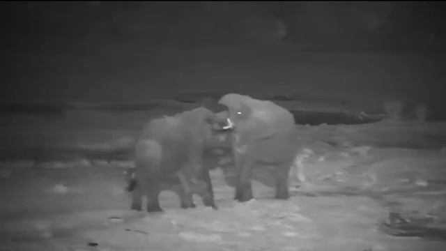 Ночные разборки слонов#Дикие животные#Южная Африка смотреть онлайн