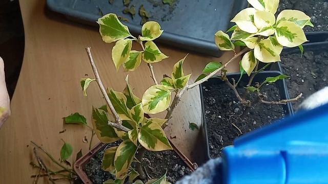 #бугенвиллия #черенкование осенью смотреть онлайн