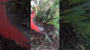 НАРЦИСС ?,весеннее деление куста!!!