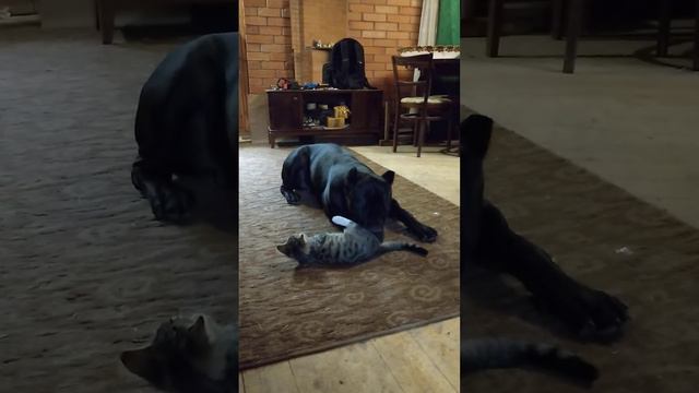 Котенок и Собака породы Кане Корсо! не танцуют. 🤣 смотреть онлайн
