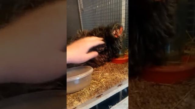 Ручная курочка. Кохинхин карликовый. Декоративные куры. смотреть онлайн