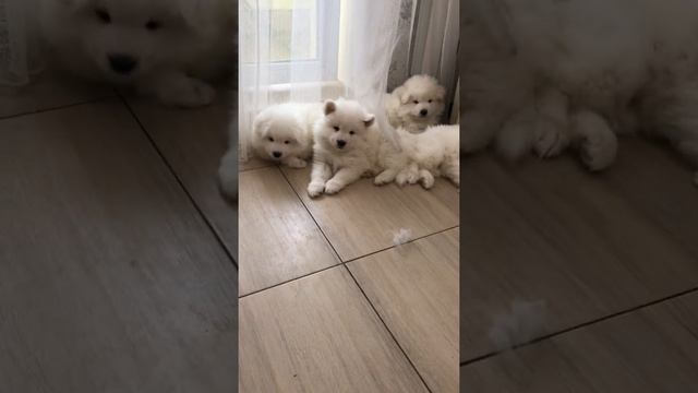 Щенки самоедов, Японский шпиц. Самоеды в квартире смотреть онлайн