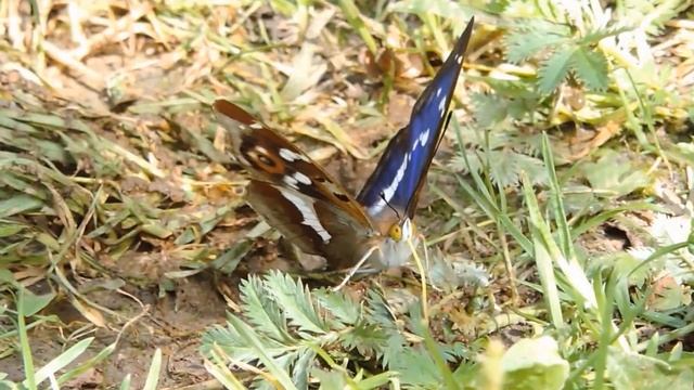 Purple Emperor Chambers farm wood смотреть онлайн