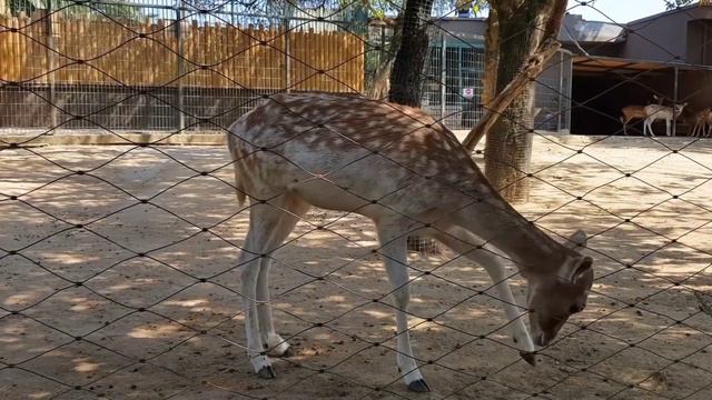 Walking in the beautiful streets of New York. #Zoo 💕🐯. Night at the #hotel😴 my #Vlog. Нью-Йорк смотреть онлайн