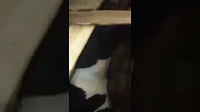 завтра будет забой порода голштин полтора года смотреть онлайн