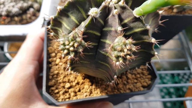 Gymnocalycium Hyacinth Cactus - Neon Green Strips смотреть онлайн