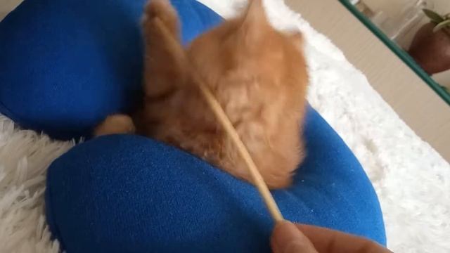 Когда режутся у котенка зубки, помогает китайская палочка для суши)) смотреть онлайн