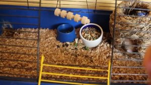 Одежда для Шарика. Покупки в зоомагазине. Утро хомок.