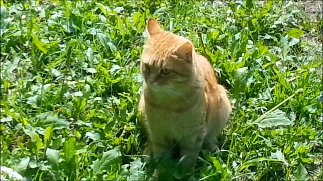 Лето, кошки и любовь. Часть 2 смотреть онлайн