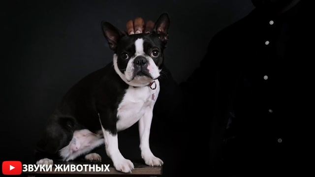 ЗВУК СОБАК - КАК СОБАКА ЛАЕТ - ДОМАШНИЕ ЖИВОТНЫЕ.МАЛЕНЬКИЕ ЩЕНКИ ГАВКАЮТ.ЛАЮЩИЕ СОБАЧКИ.ЩЕНКИ СКУЛЯ смотреть онлайн