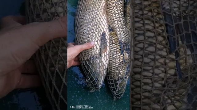 Белые амуры! самый крупный был в ту рыбалку почти 9кг смотреть онлайн