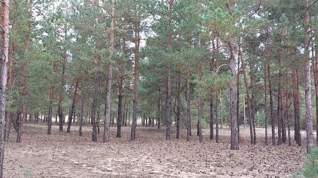 Исаия , Хризолит ,Оникс , Яспис , Кольцо Невесты !