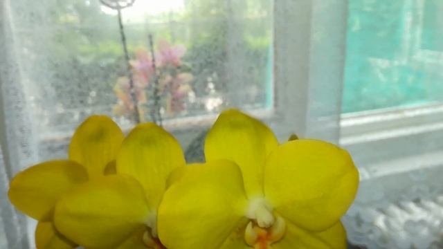 A Very Special Phalaenopsis Orchid | Phalaenopsis Sogo Golden